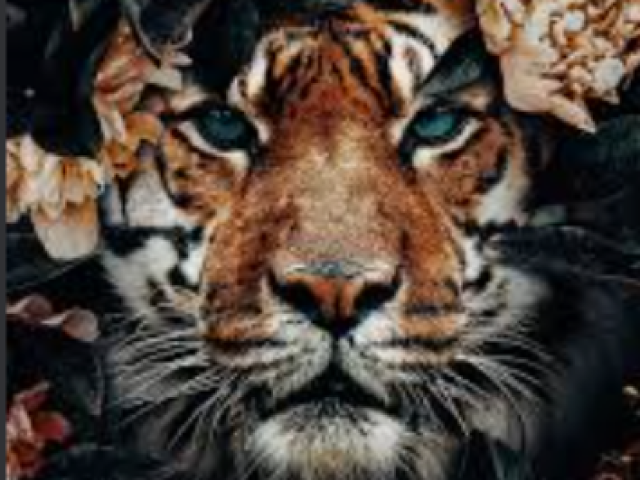 Tigre 🐅