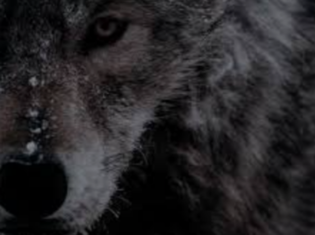 Lobo 🐺