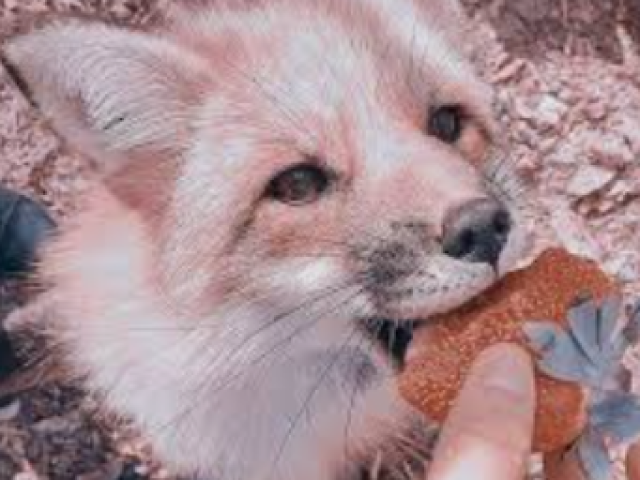 Raposa 🦊