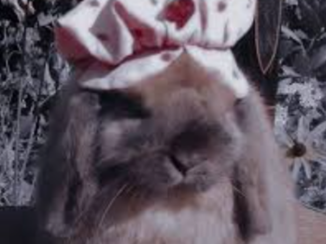 Coelho 🐰
