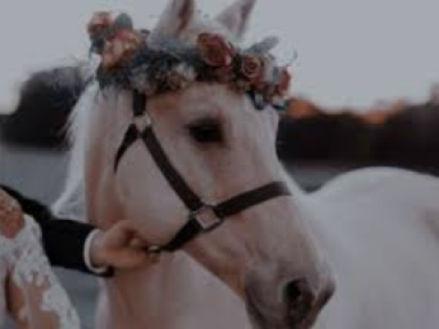 Cavalo 🐎