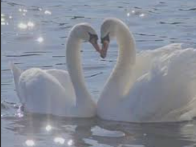 Cisne 🦢