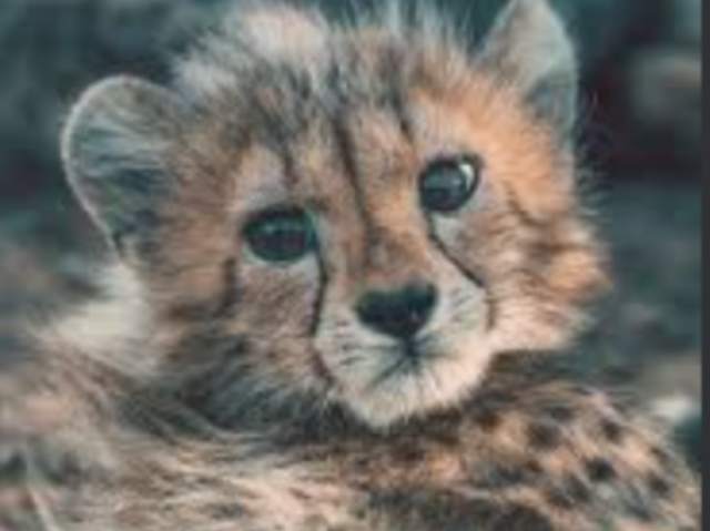 Guepardo 🐆