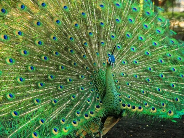 Pavão 🦚