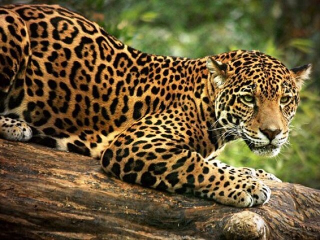 Que animal você seria?