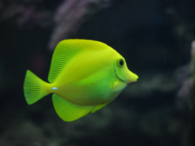 Peixe