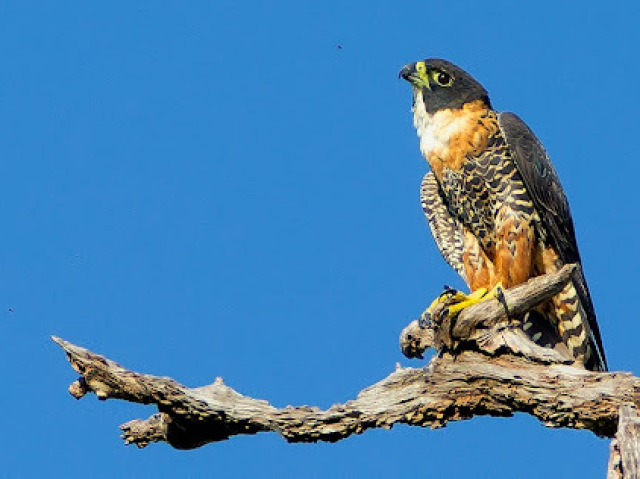 Falcão