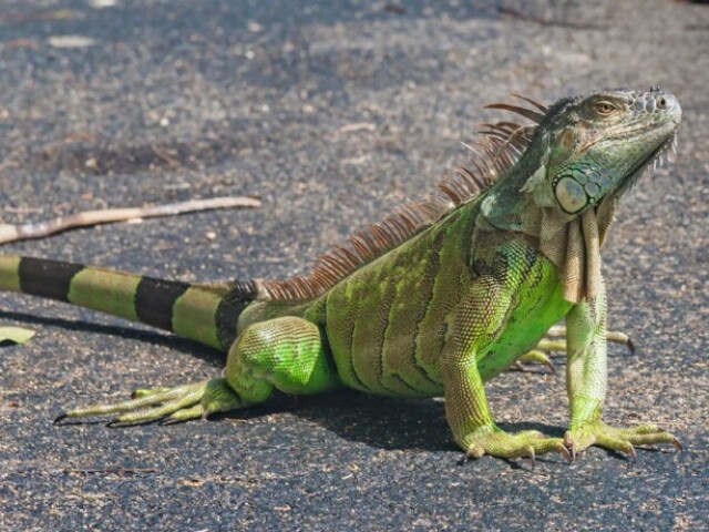 Iguana