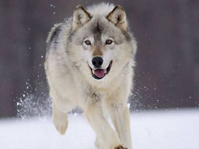 Lobo.