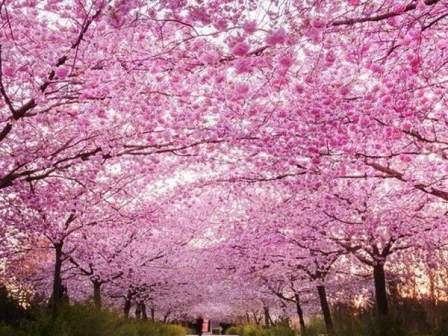 Lugar com flores e que va varias pessoas