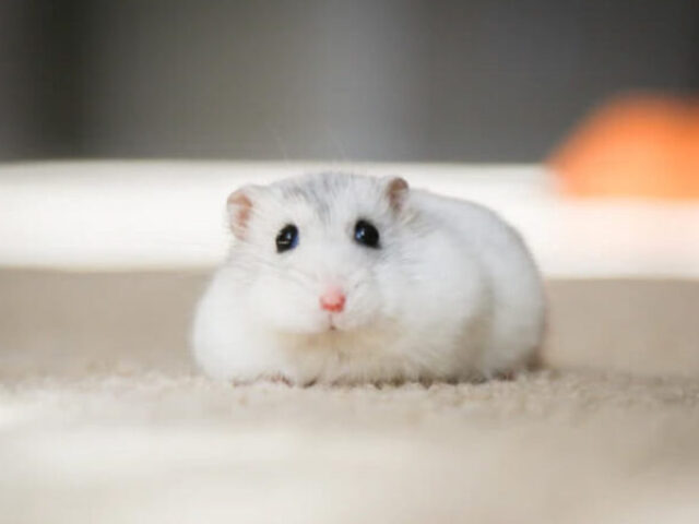 Hamster