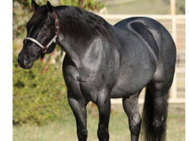 Não ando a cavalo