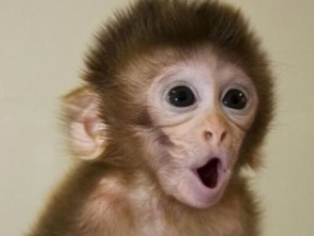 Macaco