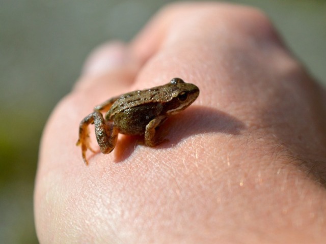 frog <3