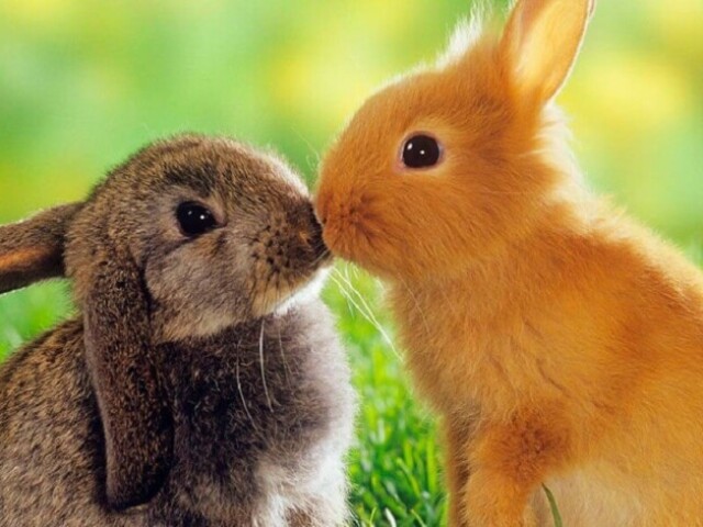 bunny / rabbit :3