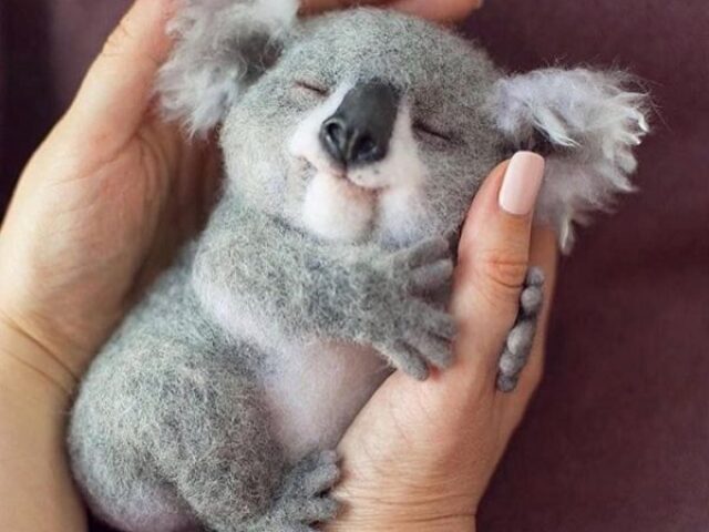 Koala ´-w-`