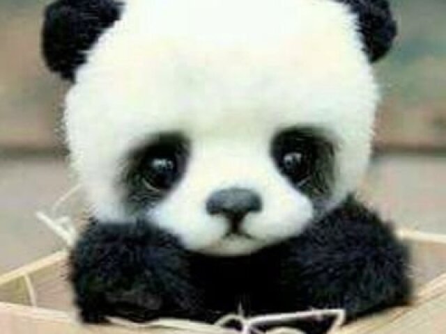 panda •›•