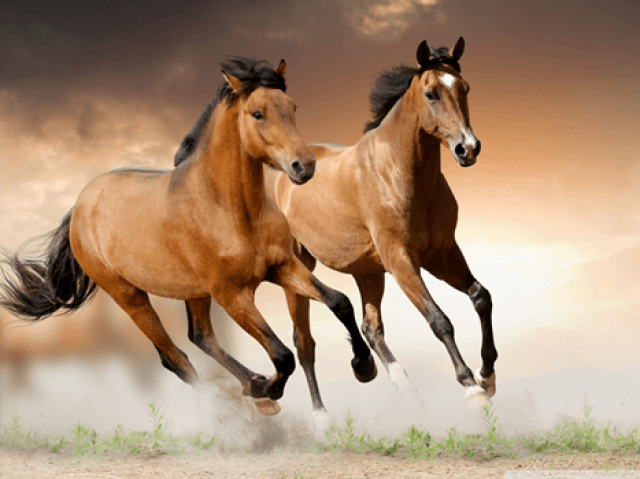 Cavalo