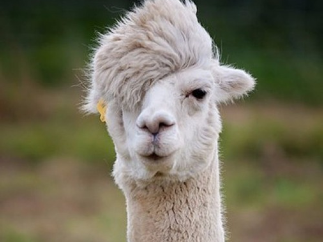 chad llama emo