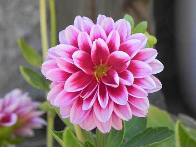 Dahlia