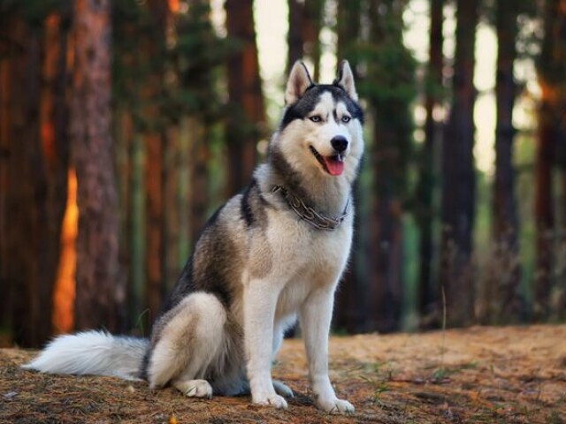 Husky siberiano