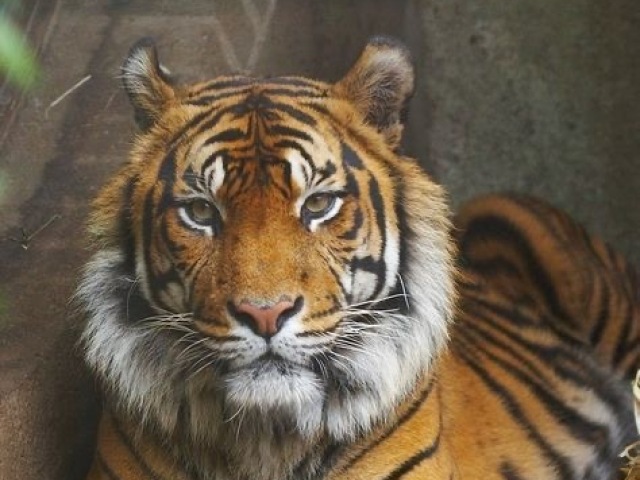 Tigre