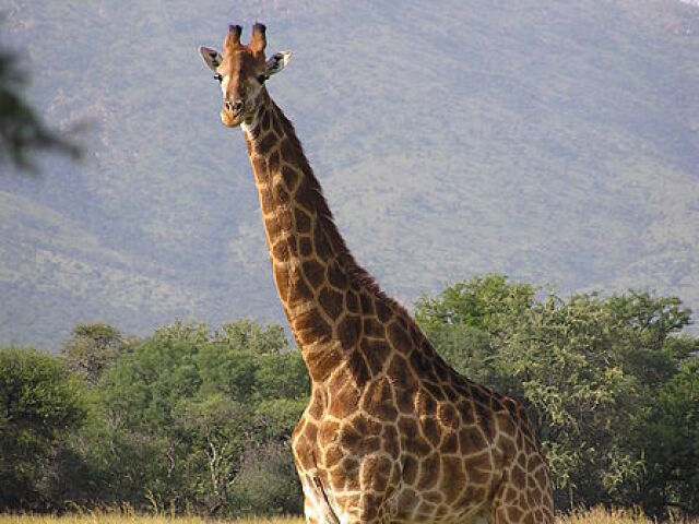 Girafa