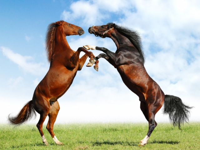 Cavalos do é biscoito ou bolacha?