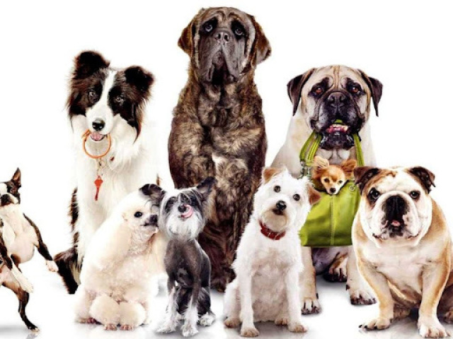 Tente adivinhar as raças de cães pela imagem