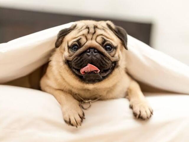 Pug