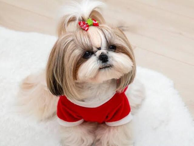 Shih tzu