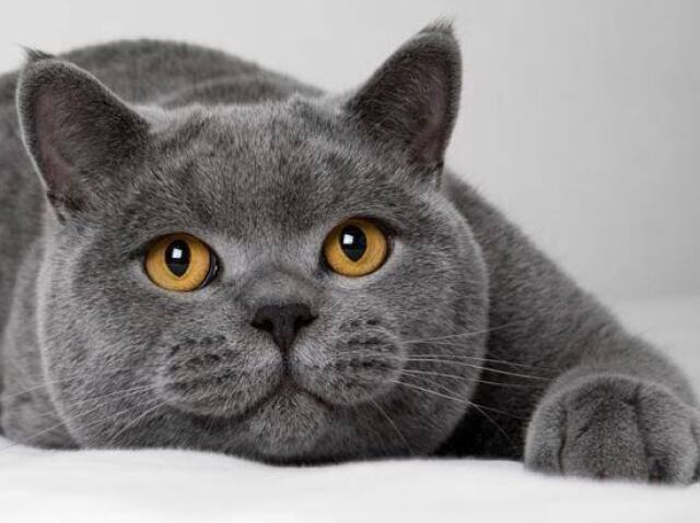 British shorthair