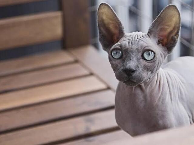 Sphynx