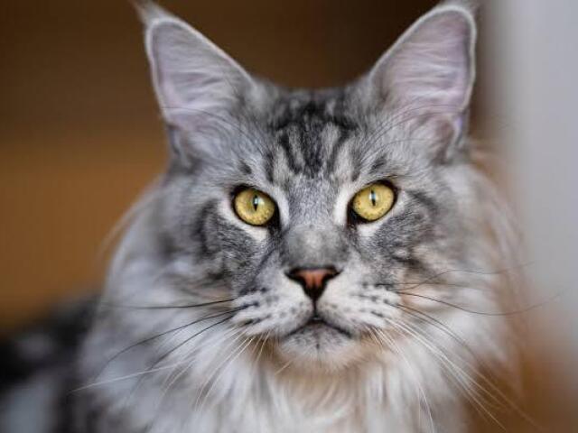 Maine coon