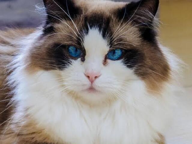 Ragdoll