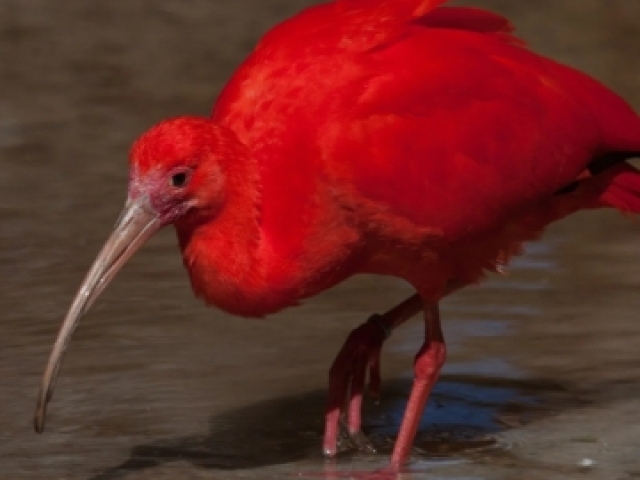 Guará