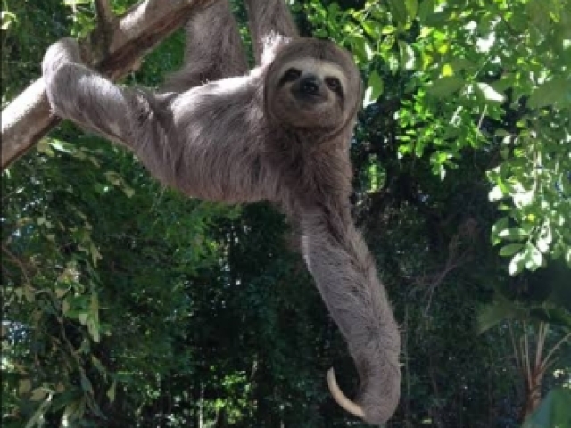 Bicho preguiça