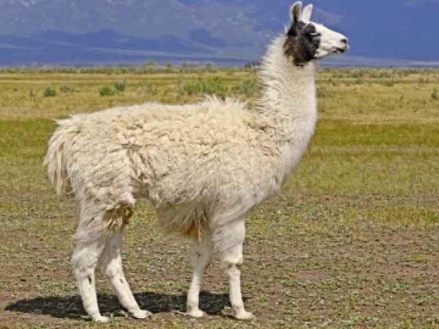 Lhama