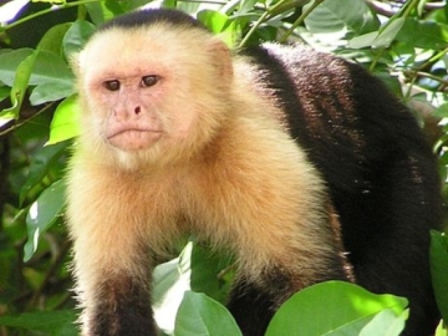 Macaco prego da cara branca