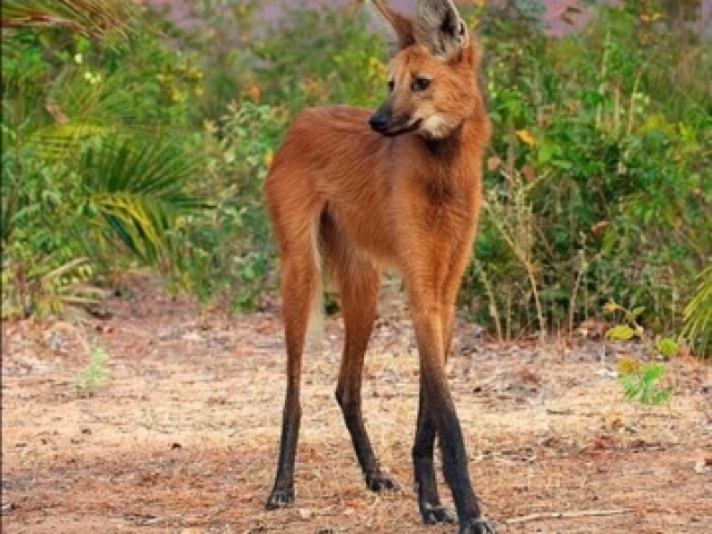Lobo Guará