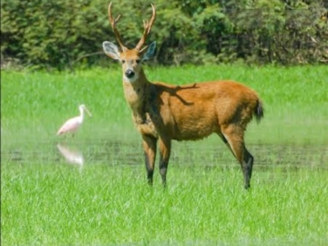 Cervo do pantanal