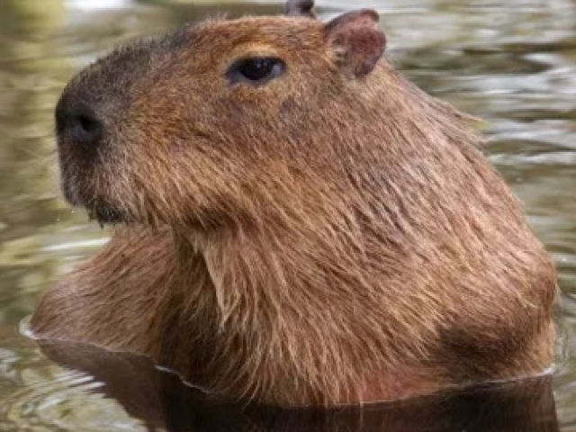 Capivara