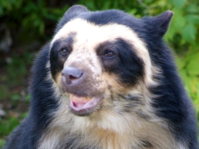 Urso de óculos