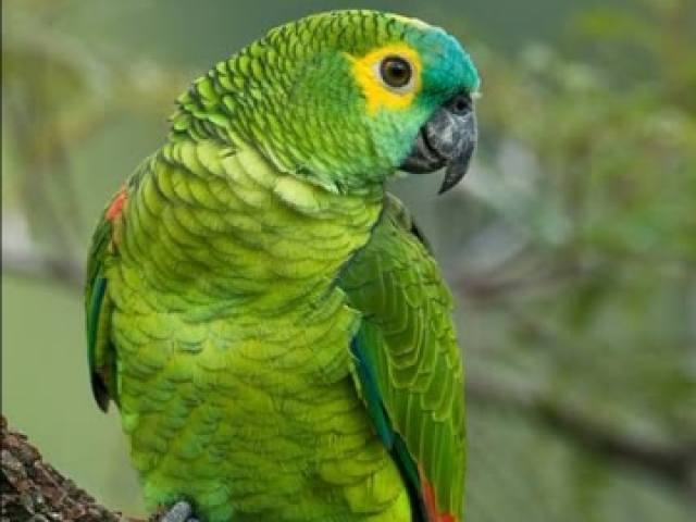 Papagaio verdadeiro