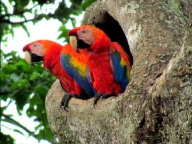 Araracanga