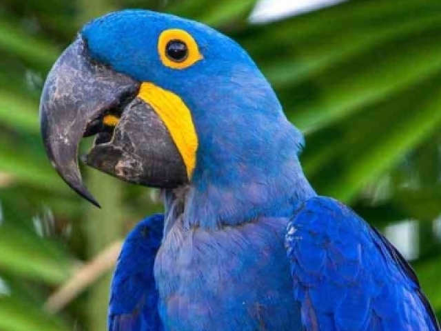 Arara azul