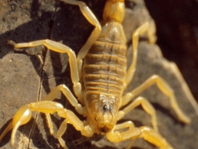 Escorpião amarelo