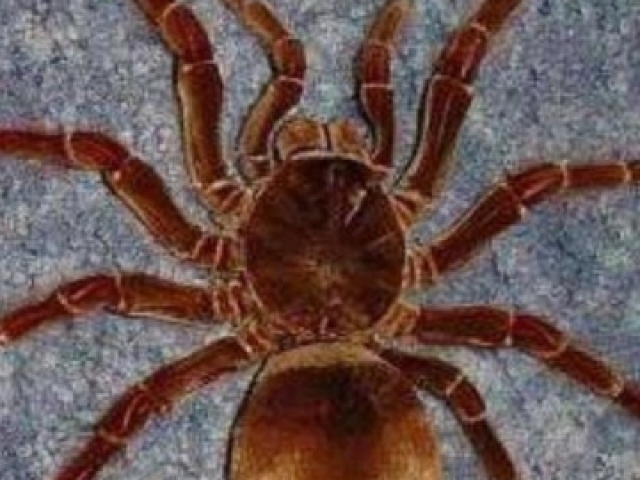Aranha golias