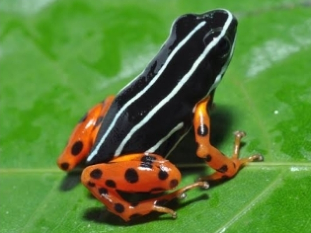 Sapo ponta de flecha