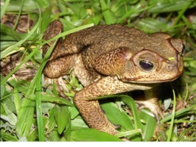 Sapo cururu
